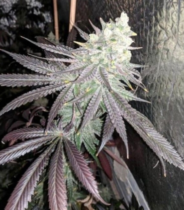 baklava---the-plug-seedbank