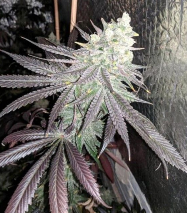 baklava---the-plug-seedbank