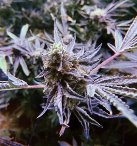 Biker Rush OG by Exhalt Genetics