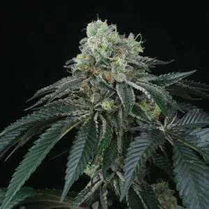 Bingsu Regular by Perfect Tree Seeds