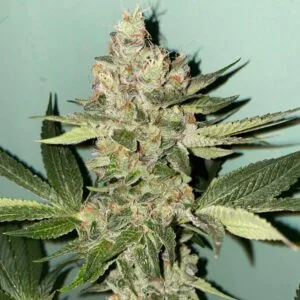 Biscotti 2.0 Female by The Plug Seedbank