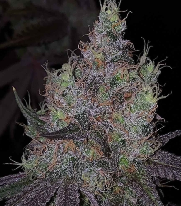 bisotti-x-runtz-cannabis-weed-seed-the-plug-seedbank