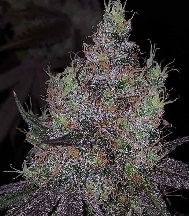 bisotti-x-runtz-cannabis-weed-seed-the-plug-seedbank