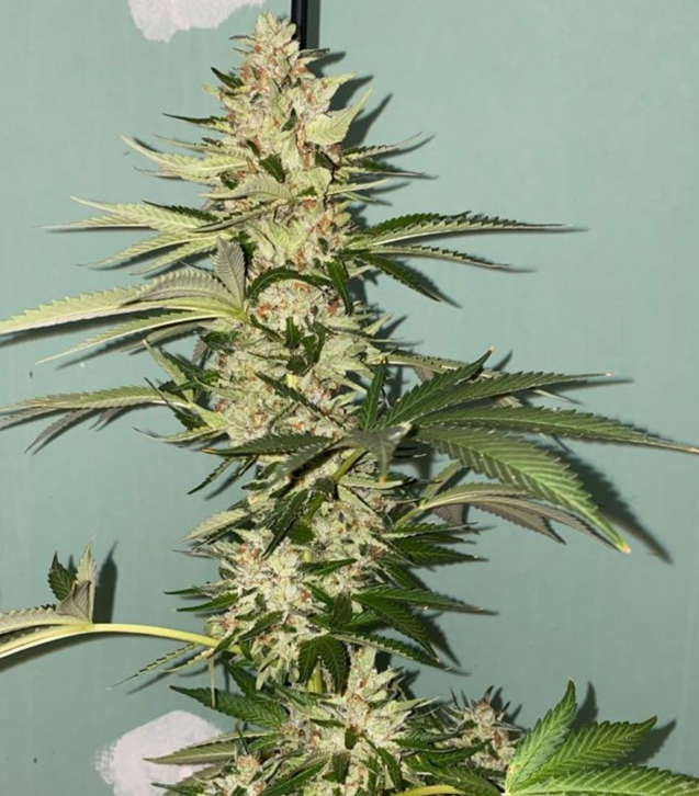 cannabis-seeds-banana-loaf-the-plug