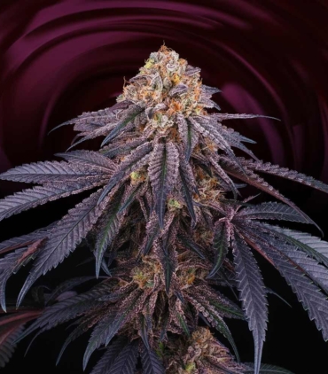 chantilly-female-weed-seed-perfect-tree