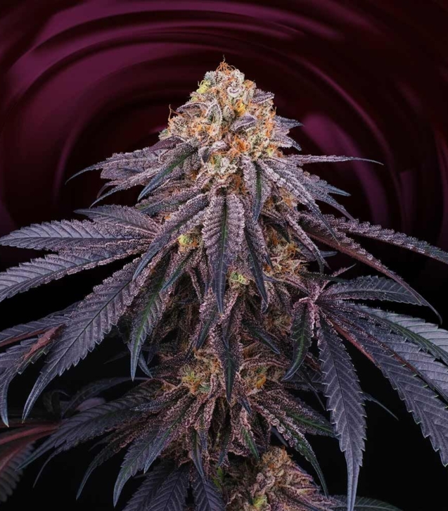 chantilly-female-weed-seed-perfect-tree