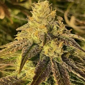 Coco Nibbles Regular by Rare Dankness