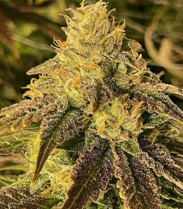 coco-nibbles-regular-cannabis-seed-rare-dankness