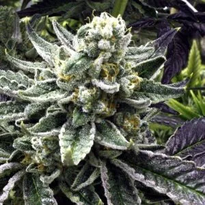 Commerce City Kush Regular by Rare Dankness