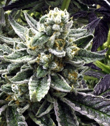 commerce-city-kush