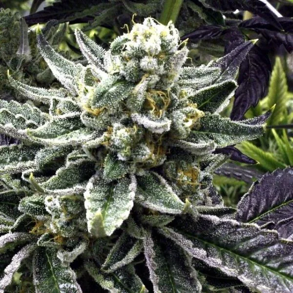 Commerce City Kush Regular by Rare Dankness
