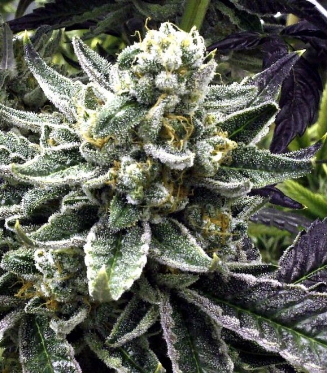 commerce-city-kush