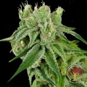Banana Split Regular by Crockett Family Farms