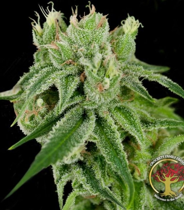 crockett-family-farms-banana-split