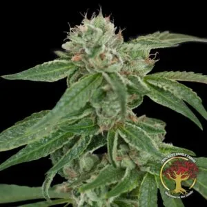 Crockett's Confidential Regular by Crockett Family Farms