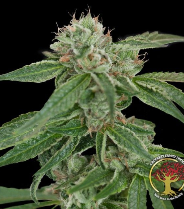 crockett-family-farms-crocketts-confidential