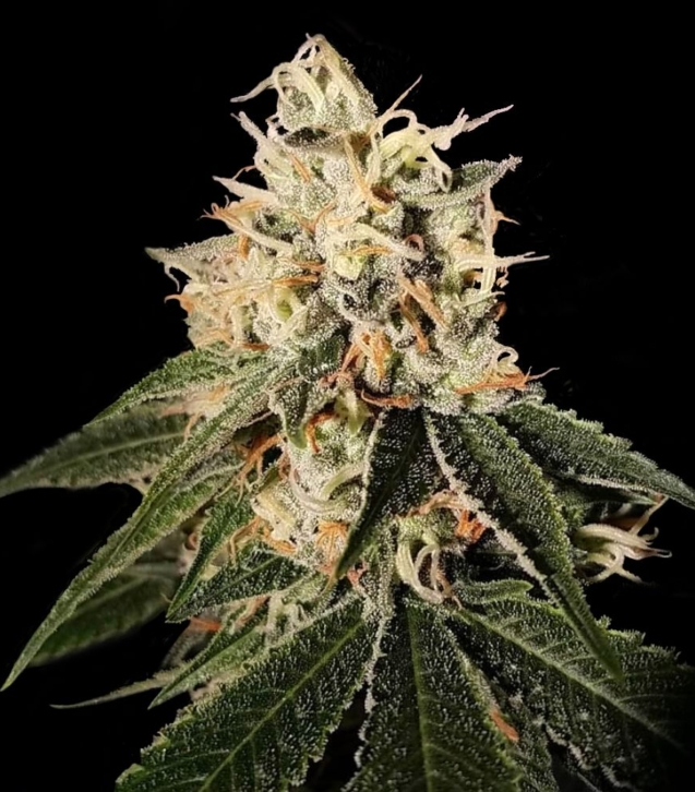 crockett-family-farms-sour-juice