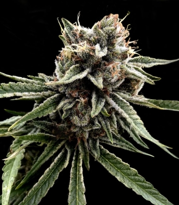 crockett-family-farms-sour-strawberries