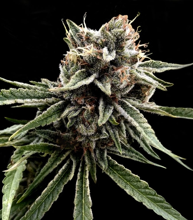 crockett-family-farms-sour-strawberries