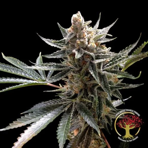 Crockett's Tangie Regular by Crockett Family Farms