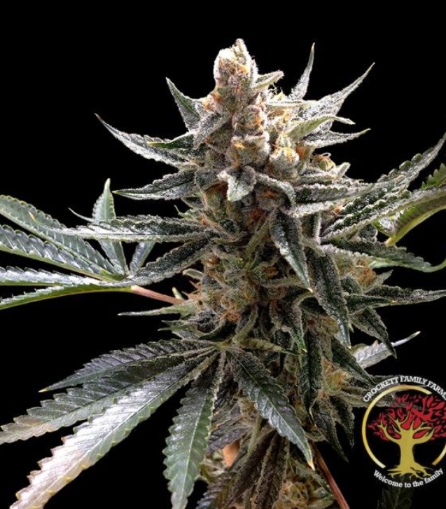 crockett-family-farms-tangie