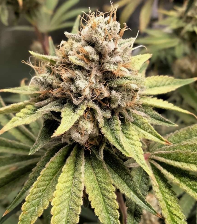 crumbled-melon-female-cannabis-seeds-karma-genetics