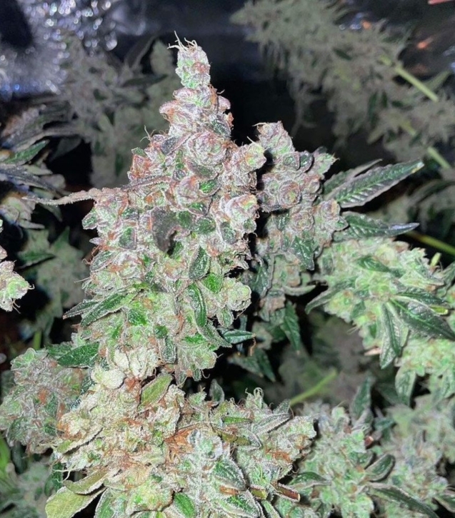 dank-n-later-female-cannabis-seed-dank-genetics