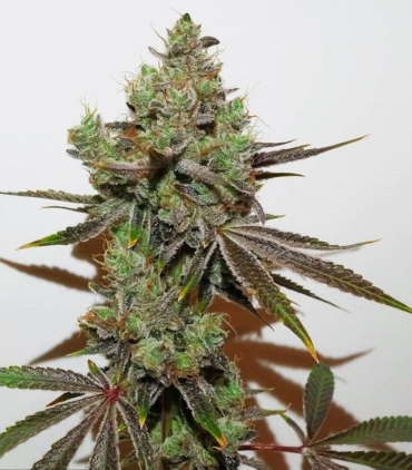 dark-shadow-haze-regular-cannabis-seed-raradankess