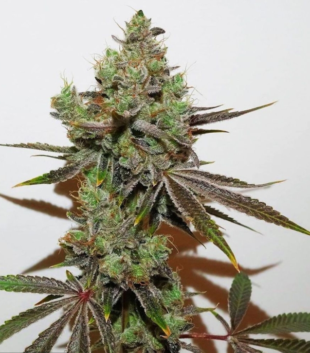 dark-shadow-haze-regular-cannabis-seed-raradankess