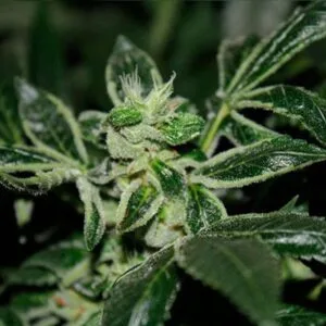 Dark Star Kush Female by T.H.Seeds