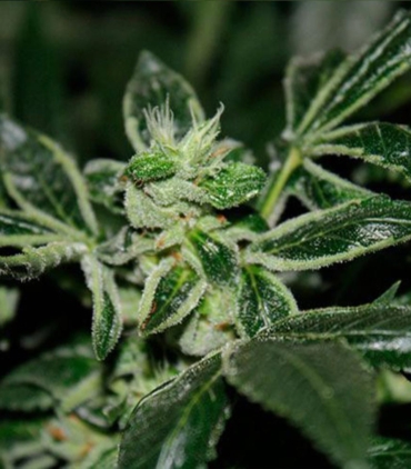 darkstar-kush-regular-cannabis-seeds-t-h-seeds_1
