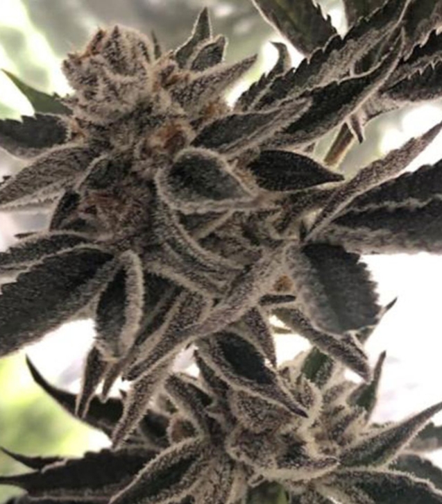 do-si-dos-zkittlez-female-cannabis-seeds-by-the-plug-seedbank