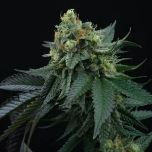 Lime OZZ Feminized by Perfect Tree