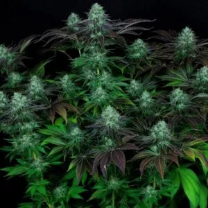 DarkStar Kush Regular by T.H.Seeds