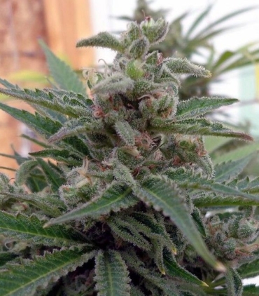 flo-og