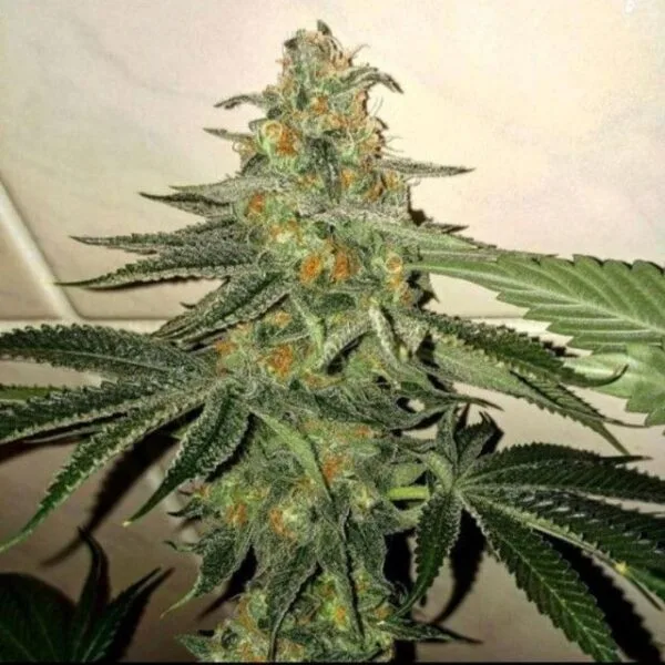 Forbidden Fruit Cake Female by The Plug Seedbank
