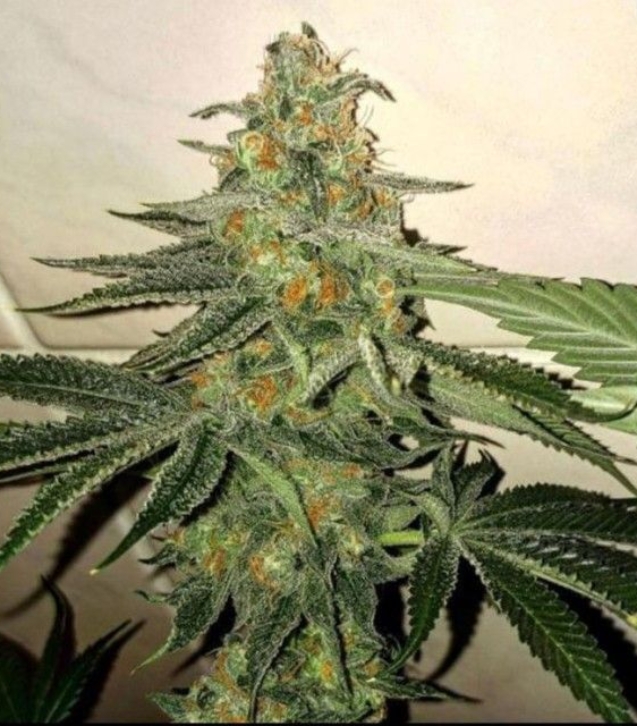 forbidden-fruitcake-by-the-plug-seedbank