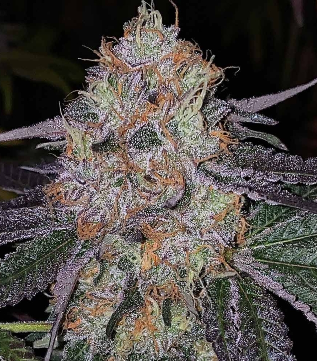 fruit-dropss-weed-seeds-the-plug-seedbank