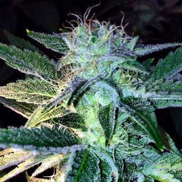 Ghost of Lee Roy Regular by Rare Dankness