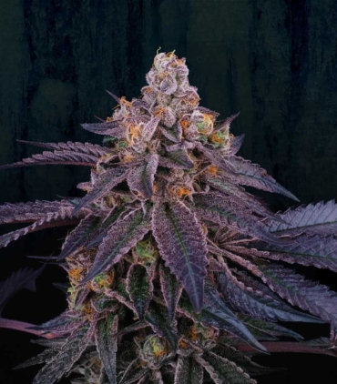 granita-female-weed-seeds-perfect-tree