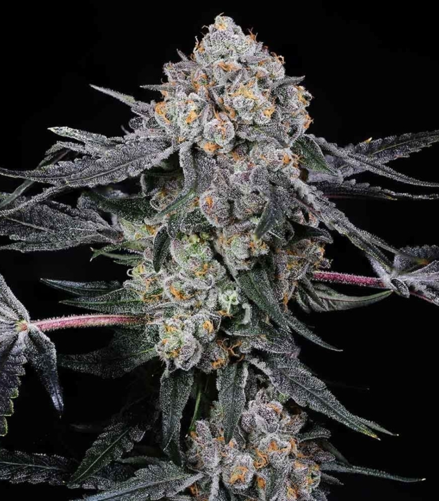 high-society-weed-seeds-compound-genetics_1