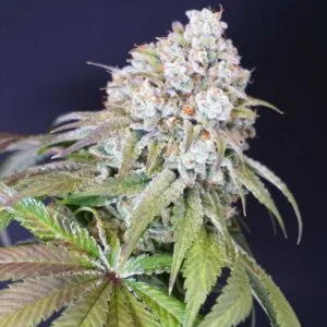 Dog Fruit Female by Karma Genetics