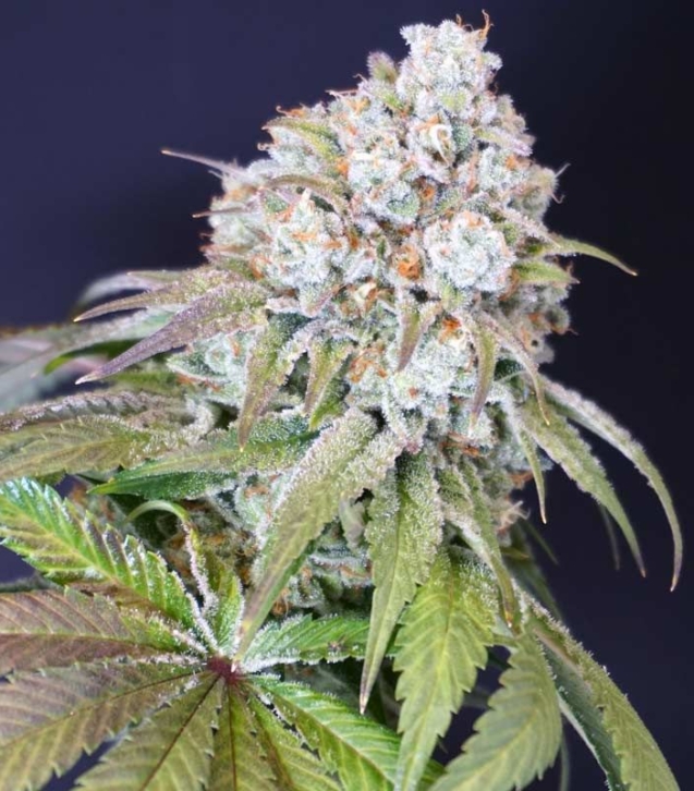 karma-genetics-dog-fruit-weed-strain