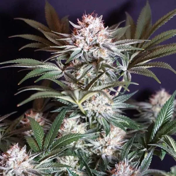Rocky Melon Female by Karma Genetics