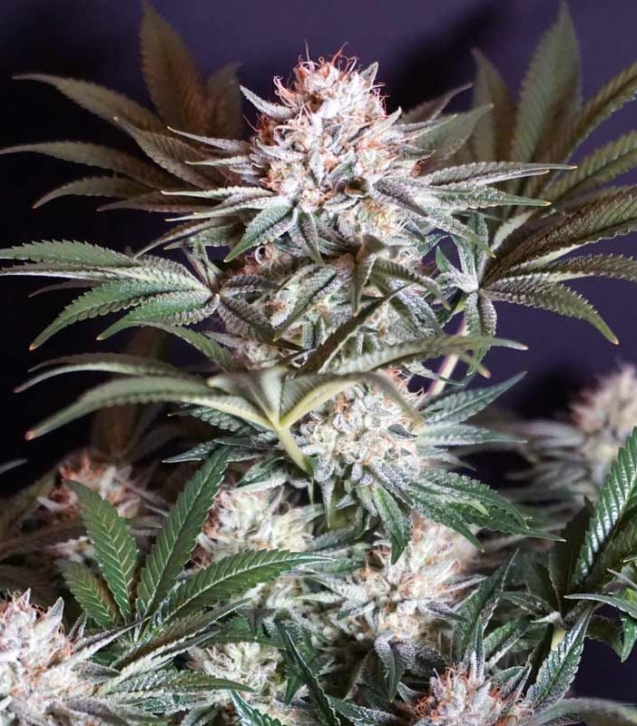 karma-genetics-rocky-melon-cannabis-strain
