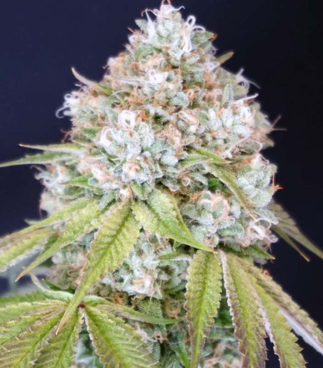karma-melo-rado-female-weed-seeds