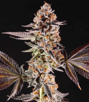 la-bomba-weed-seeds-compound-genetics_1