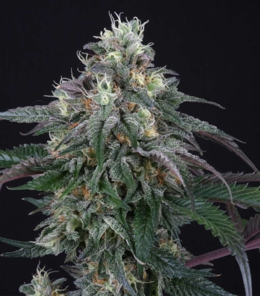 lemon-curd-female-cannabis-weed-seed-perfect-tree-seeds_1