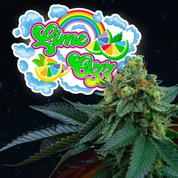 Lime OZZ Feminized by Perfect Tree