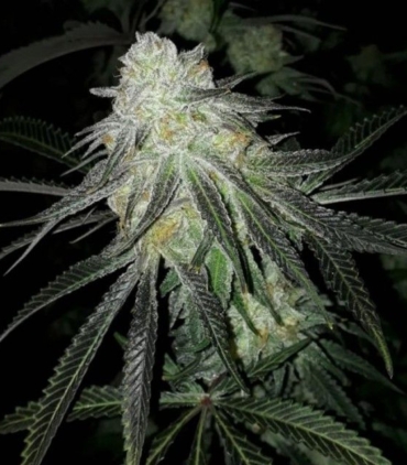 lots-of-zkittlez-by-the-plug-seedbank